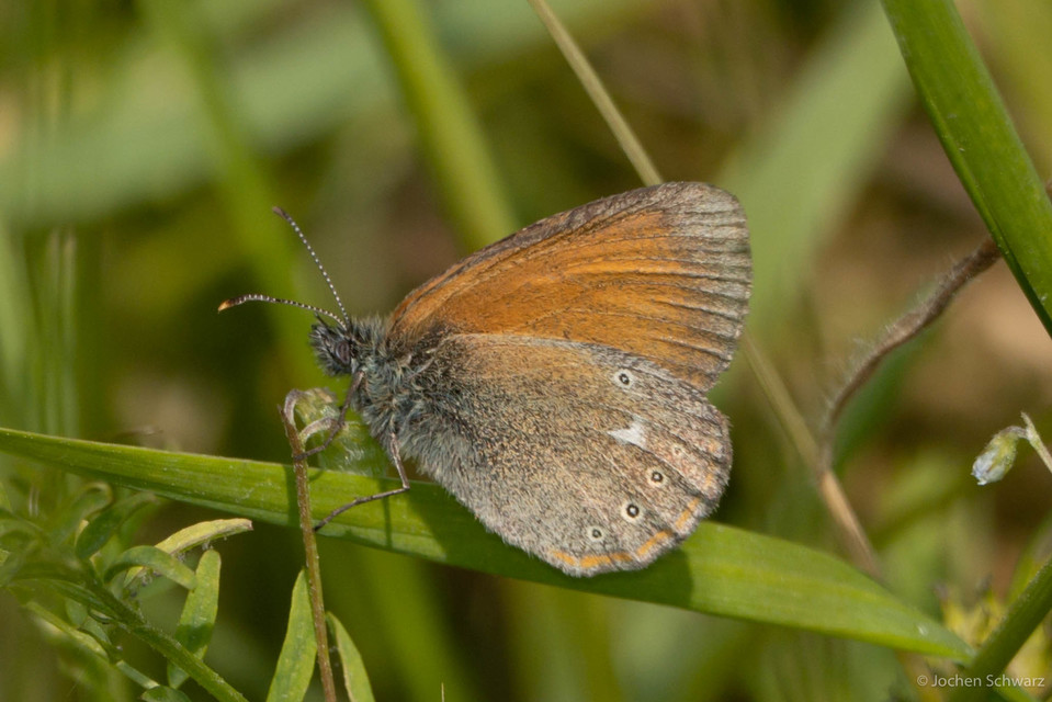 Coenonympha glycerion - közönséges szénalepke