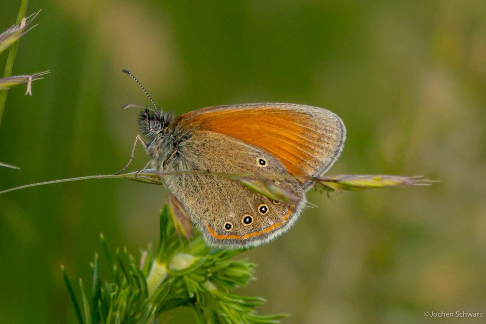 Coenonympha glycerion - közönséges szénalepke