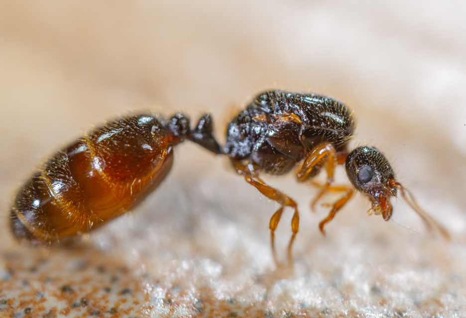 Solenopsis fugax - tolvajhangya