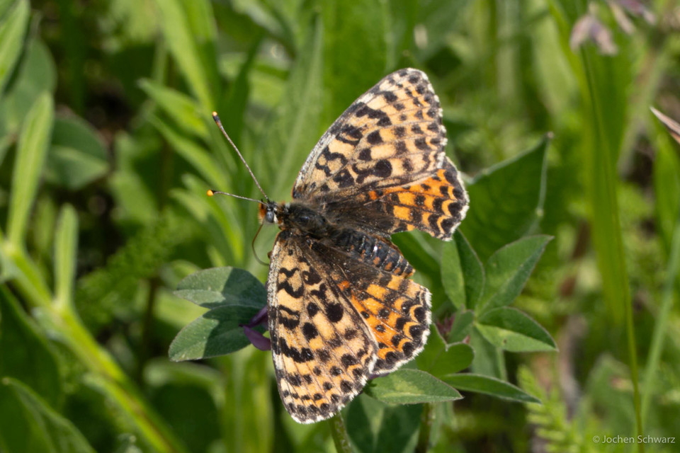 Melitaea didyma - tüzes tarkalepke