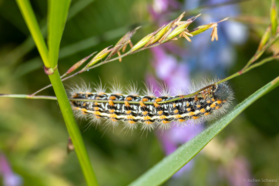 Pentophera morio - réti gyapjaslepke