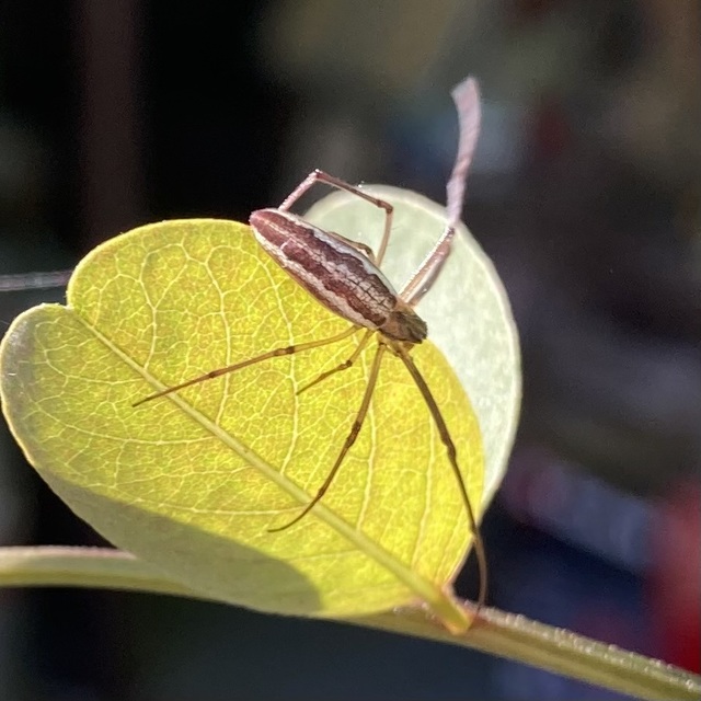 Tetragnatha