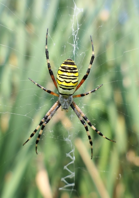 Argiope bruennichi - darázspók