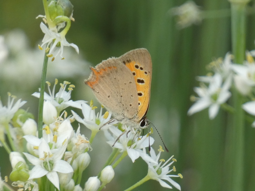 Lycaena phlaeas - közönséges tűzlepke