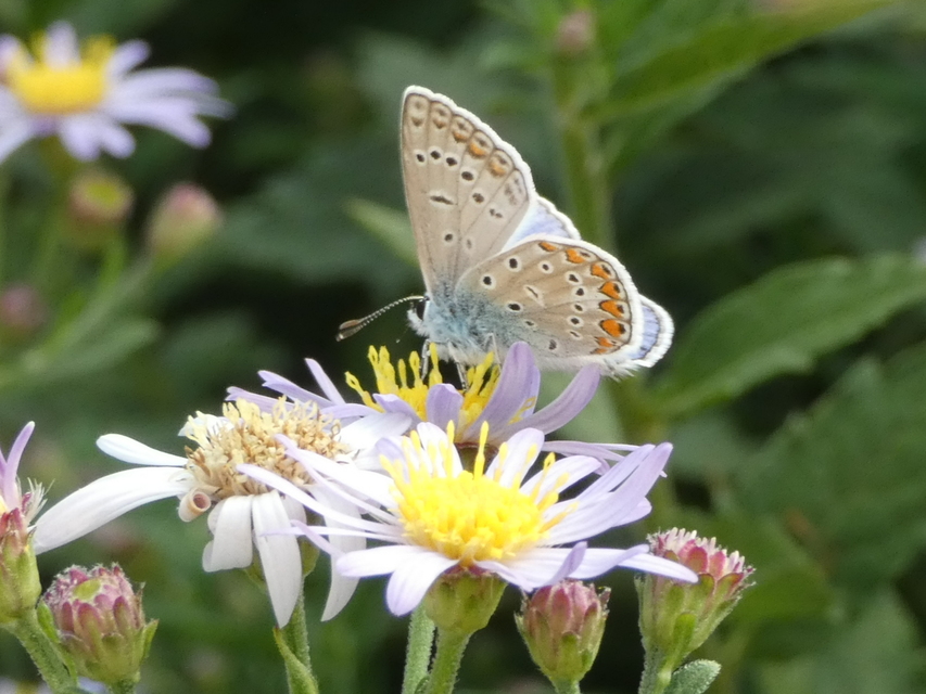 Polyommatus icarus - közönséges boglárka