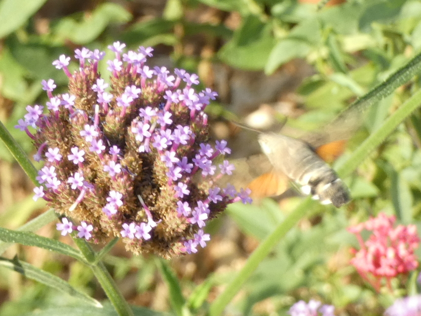 Macroglossum stellatarum - kacsafarkú szender