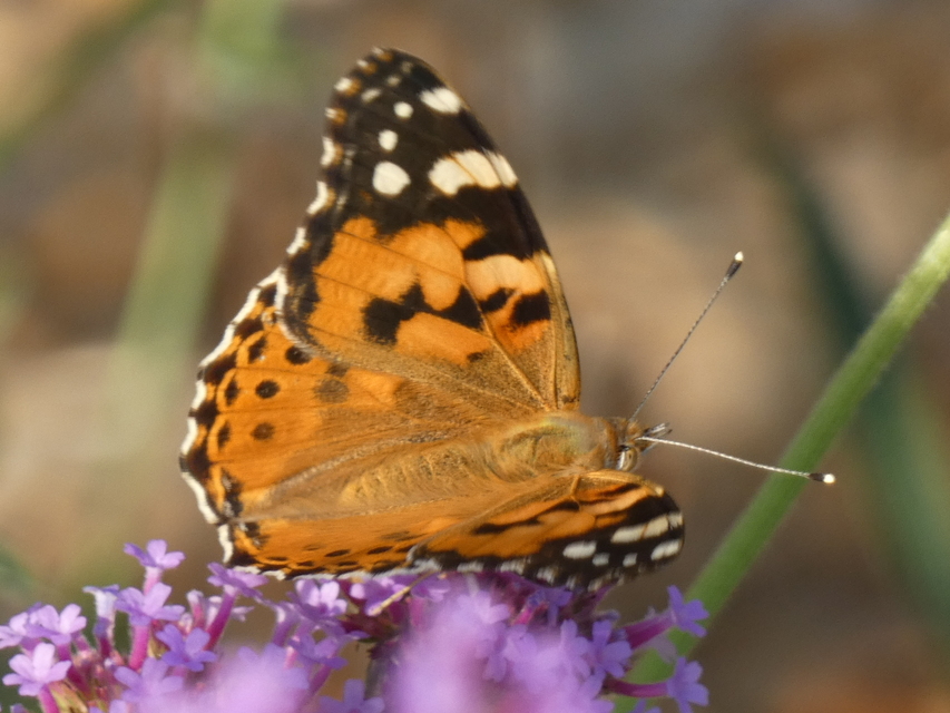 Vanessa cardui - bogáncslepke