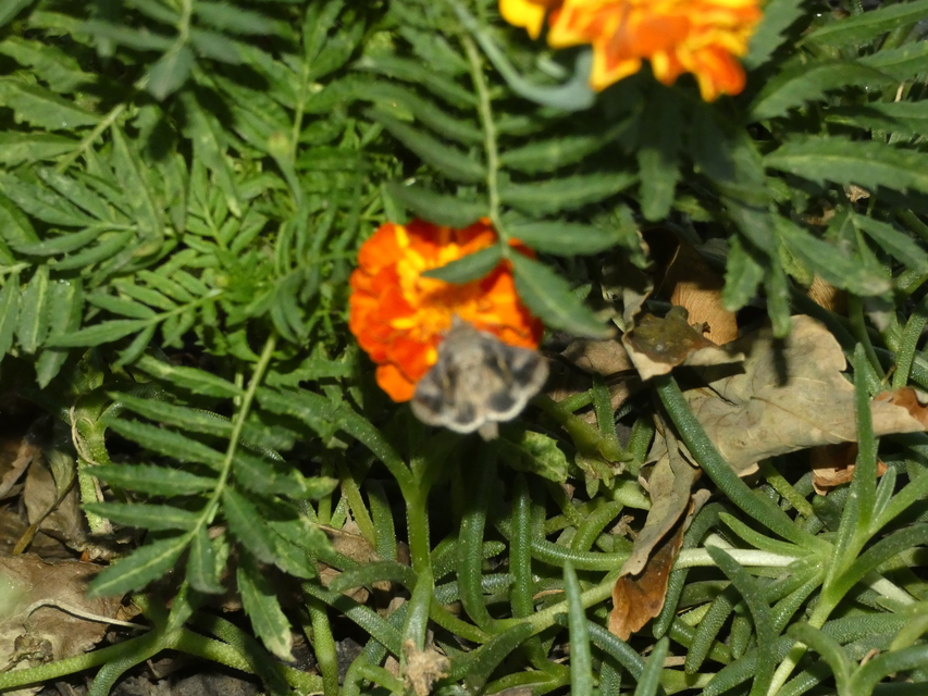 Autographa gamma - gammalepke