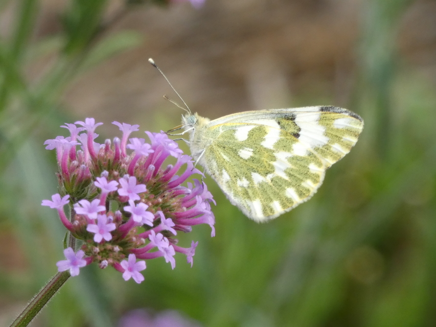 Pontia edusa - rezedalepke