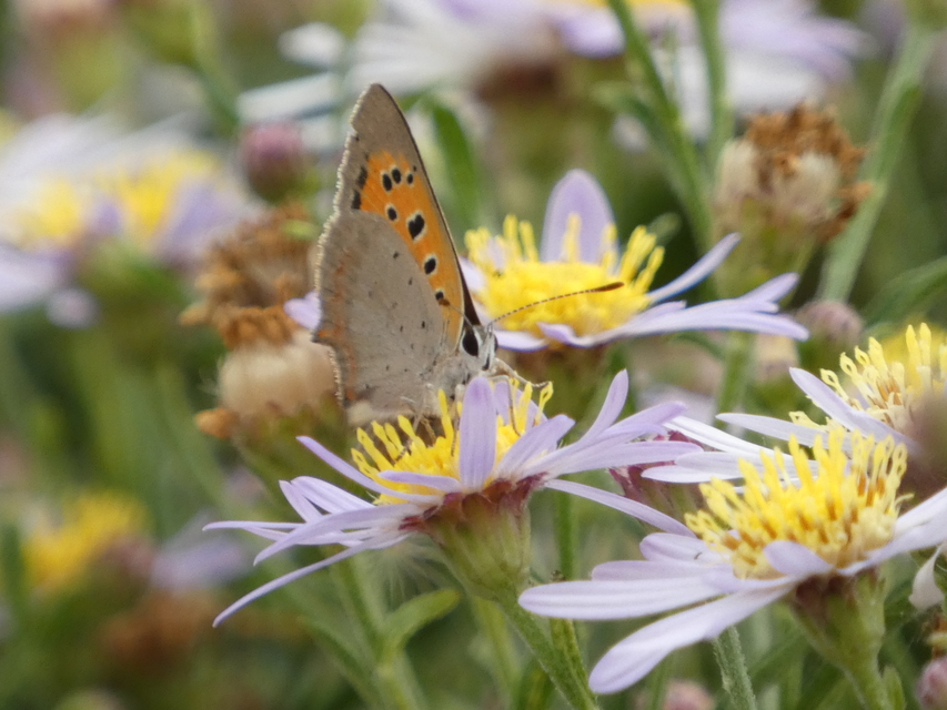 Lycaena phlaeas - közönséges tűzlepke