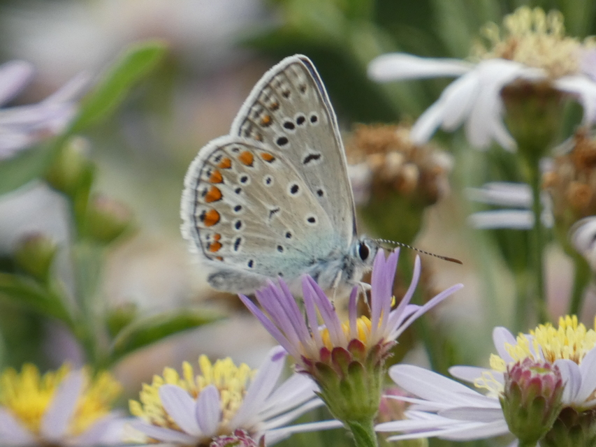 Polyommatus icarus - közönséges boglárka