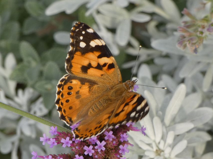 Vanessa cardui - bogáncslepke