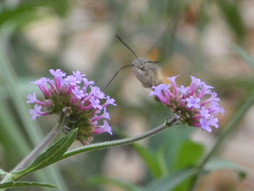 Macroglossum stellatarum - kacsafarkú szender