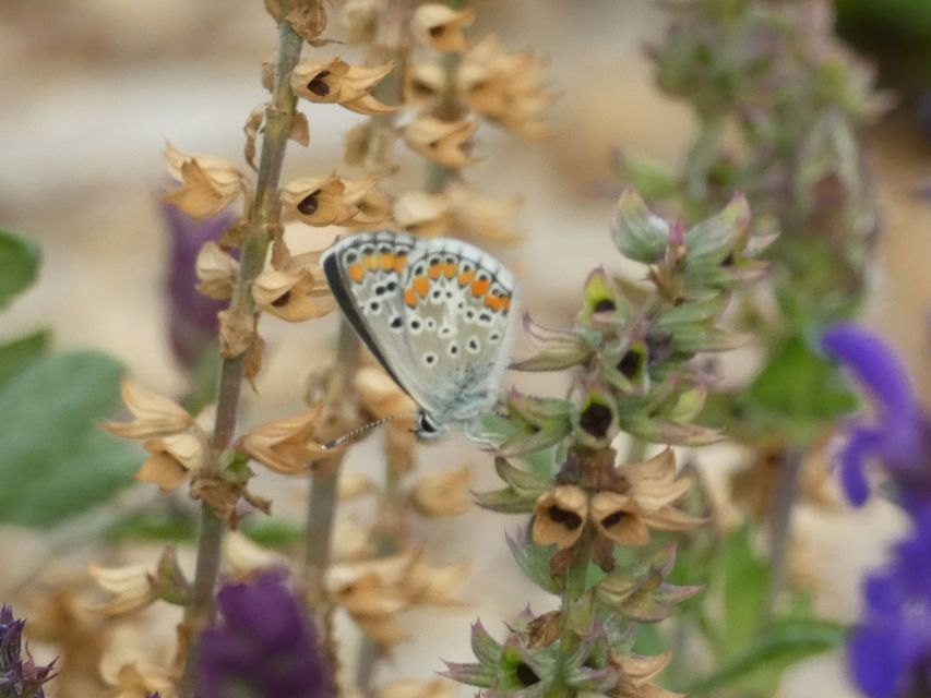 Aricia agestis - szerecsenboglárka