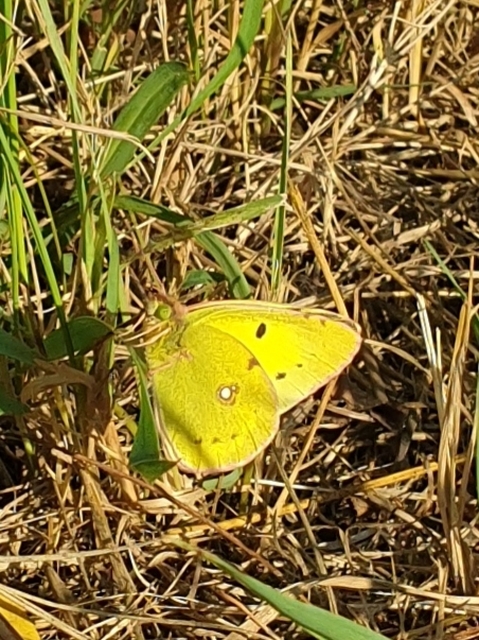 Colias erate - csángó-kéneslepke