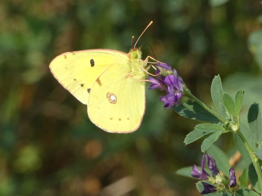 Colias croceus - sáfránylepke