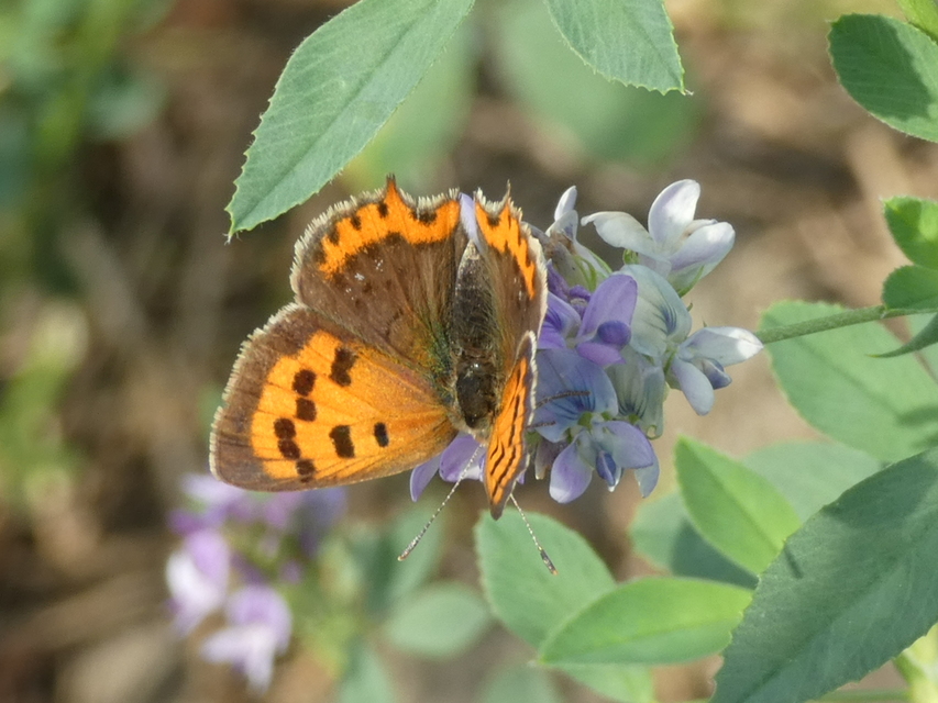 Lycaena phlaeas - közönséges tűzlepke