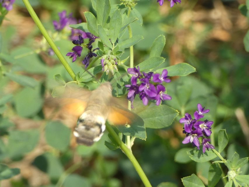 Macroglossum stellatarum - kacsafarkú szender