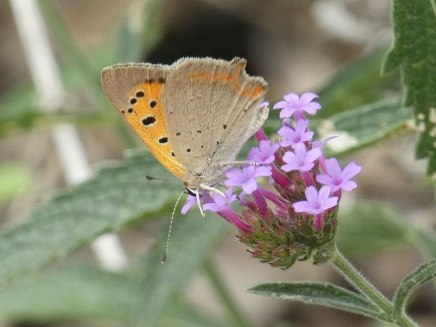 Lycaena phlaeas - közönséges tűzlepke