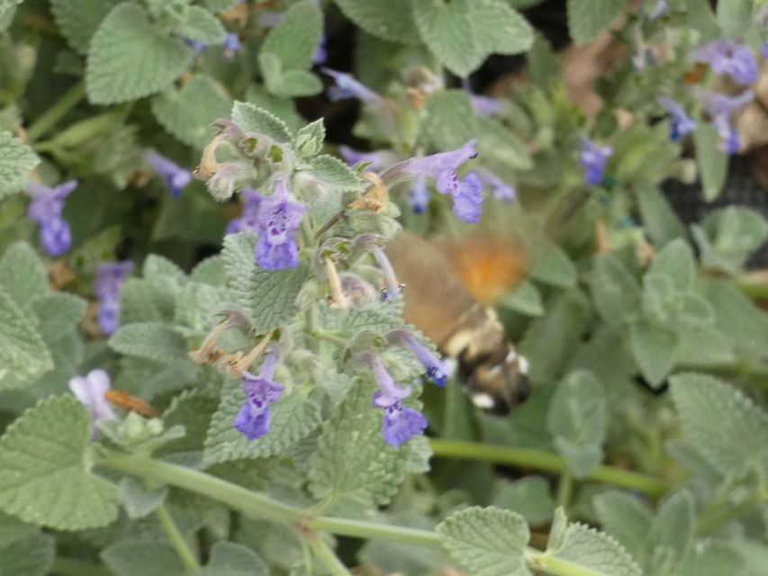 Macroglossum stellatarum - kacsafarkú szender