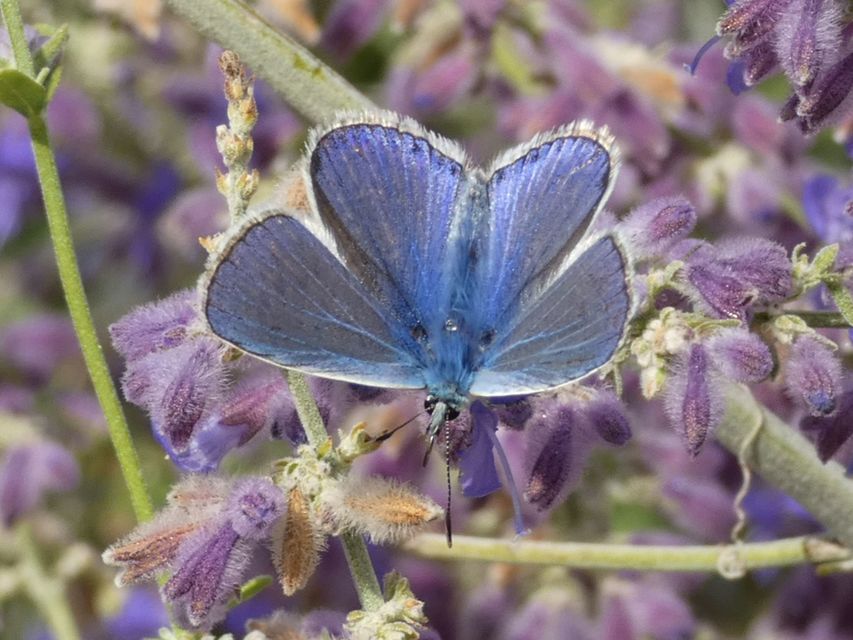 Polyommatus icarus - közönséges boglárka
