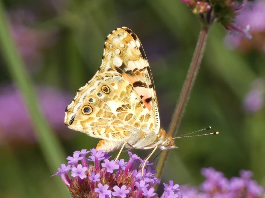 Vanessa cardui - bogáncslepke