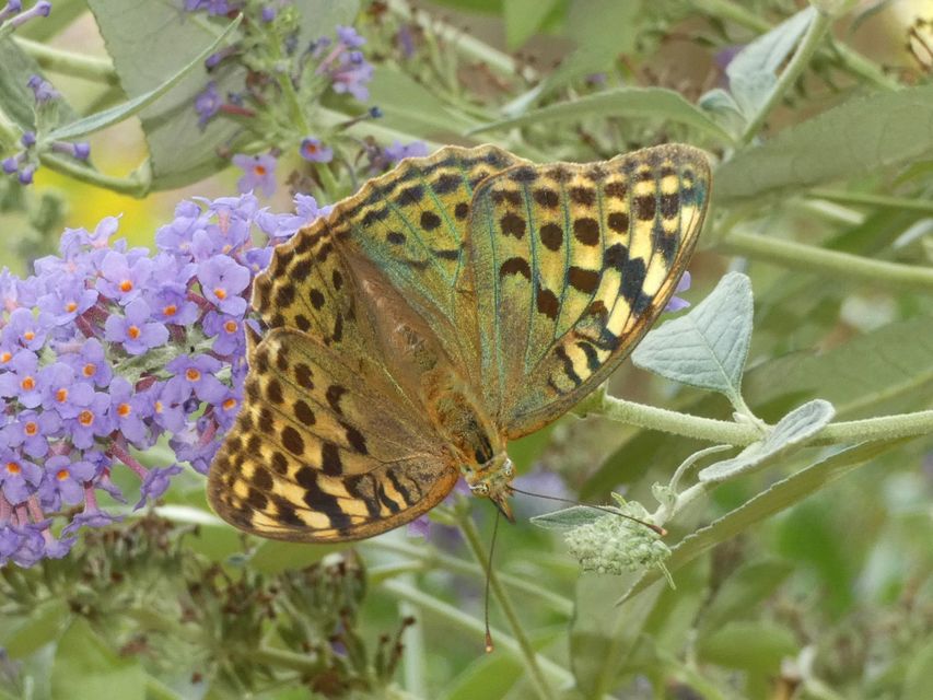 Argynnis pandora - zöldes gyöngyházlepke