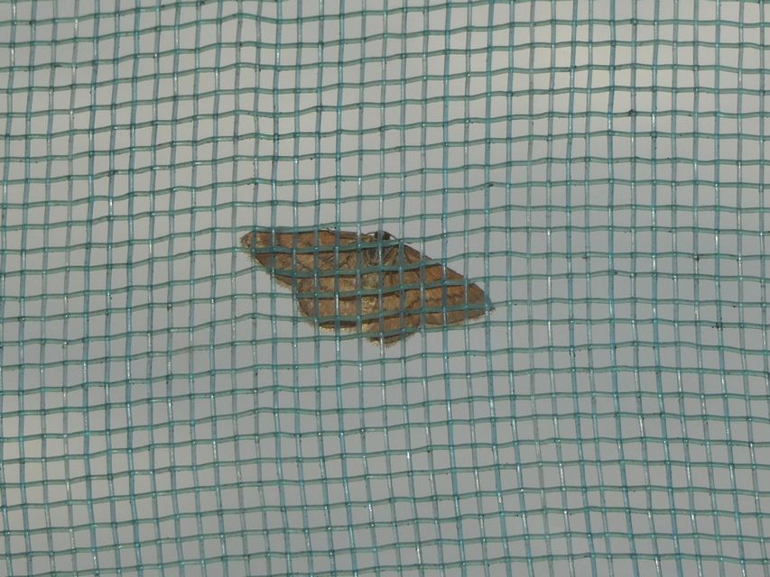 Scopula rubiginata - réti pirosaraszoló