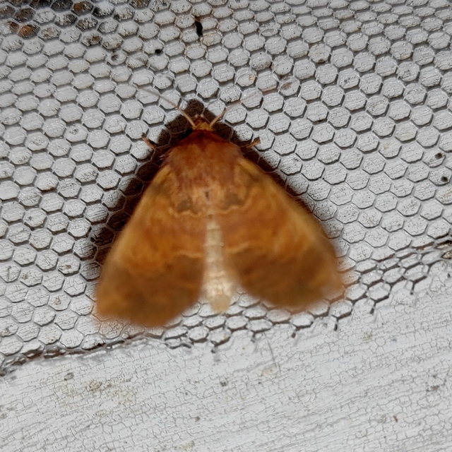 Tiliacea aurago - aranyló sárgabagoly