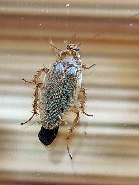 Ectobius