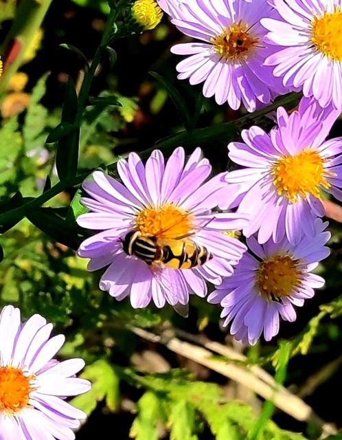 Helophilus trivittatus - nagy mocsárilégy