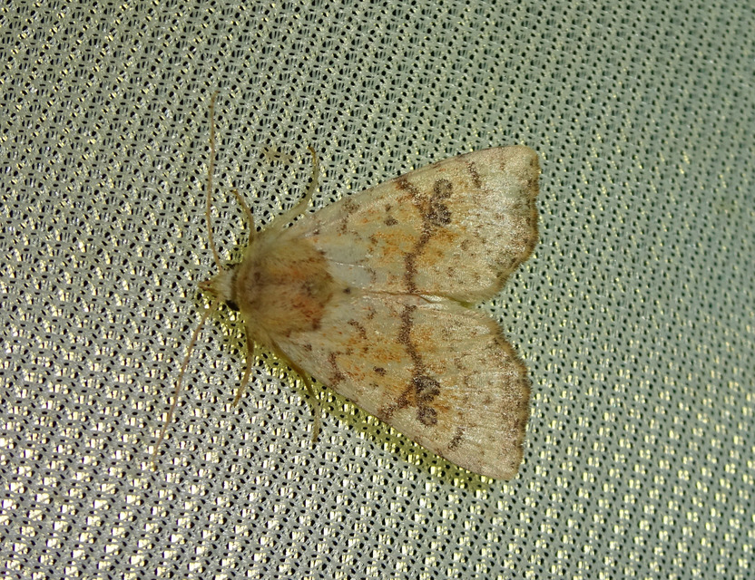Tiliacea sulphurago - kénes sárgabagoly