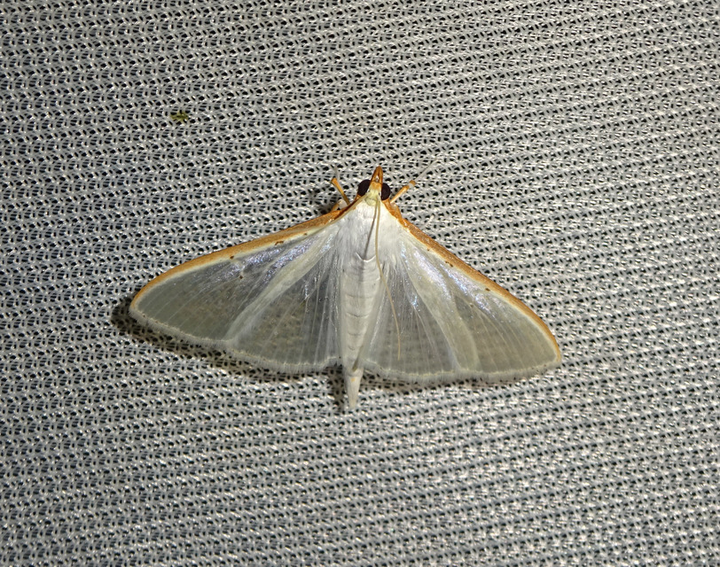 Palpita vitrealis - hófehér tűzmoly