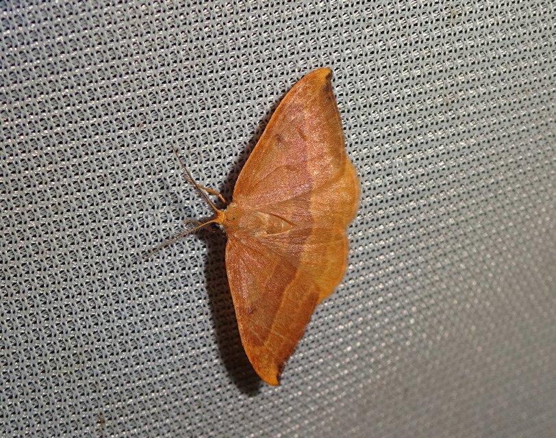 Watsonalla cultraria - bükkfa-sarlósszövő