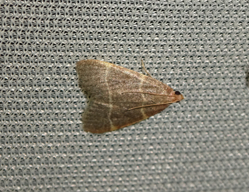 Hypsopygia glaucinalis - rezes fényilonca