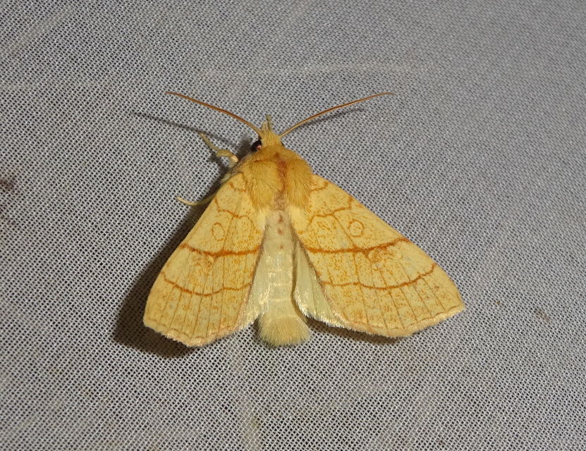 Tiliacea citrago - citromszínű sárgabagoly