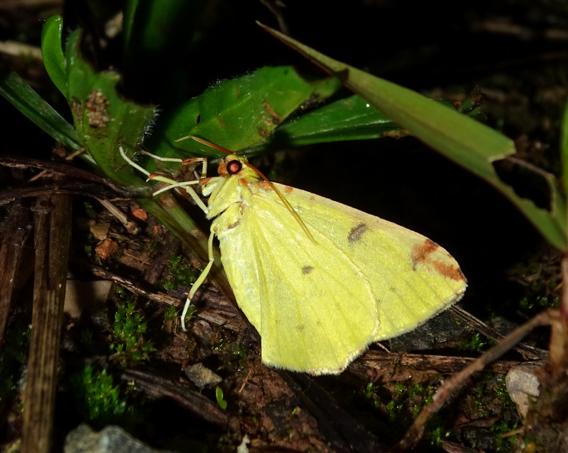 Opisthograptis luteolata - citromsárga araszoló