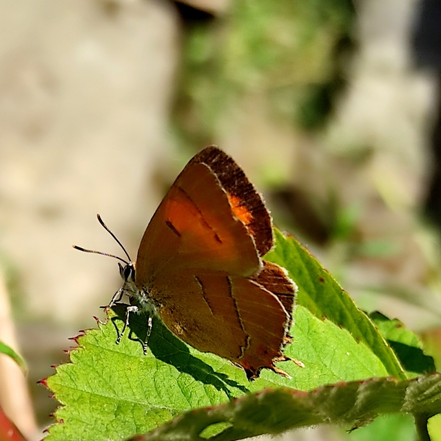 Thecla betulae - nyírfalepke