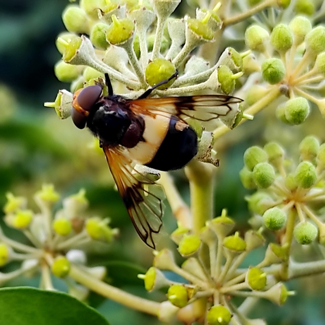 Volucella pellucens - üvegpotrohú pihelégy