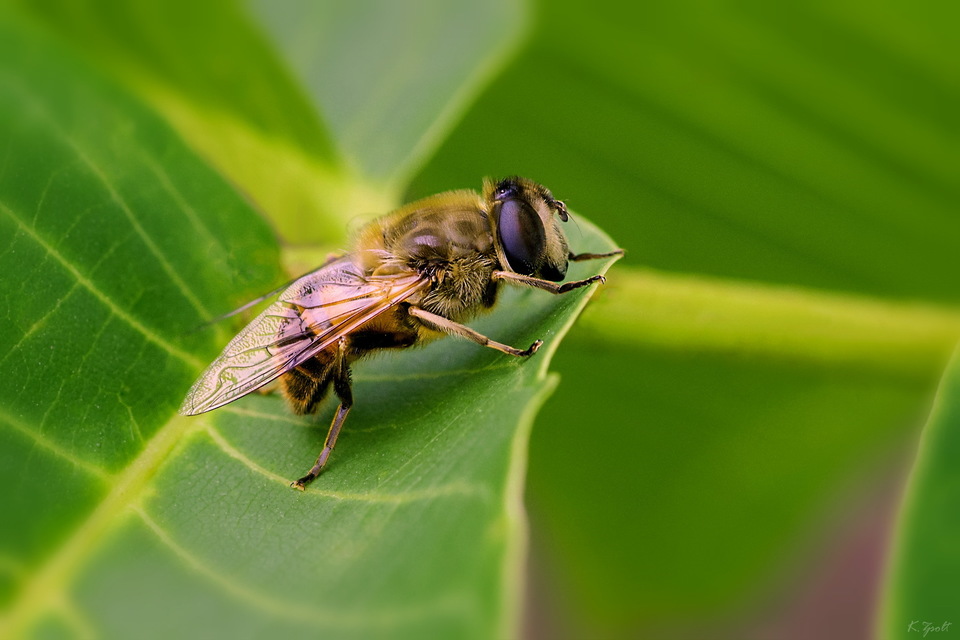 Eristalis tenax - közönséges herelégy