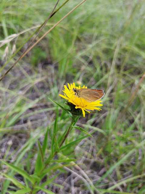 Thymelicus lineola - vonalas busalepke