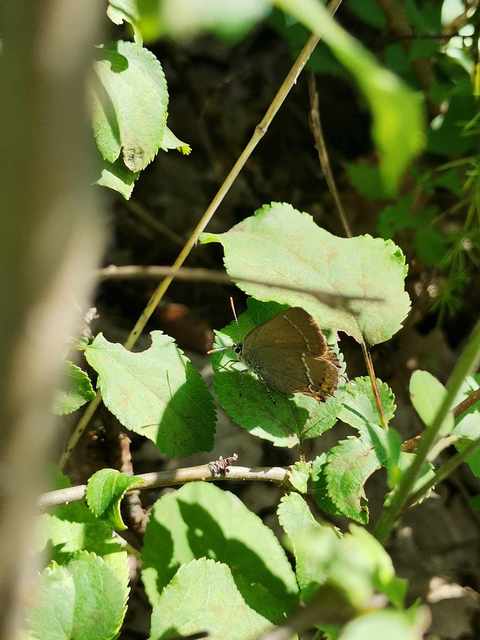 Satyrium spini - kökény-csücsköslepke