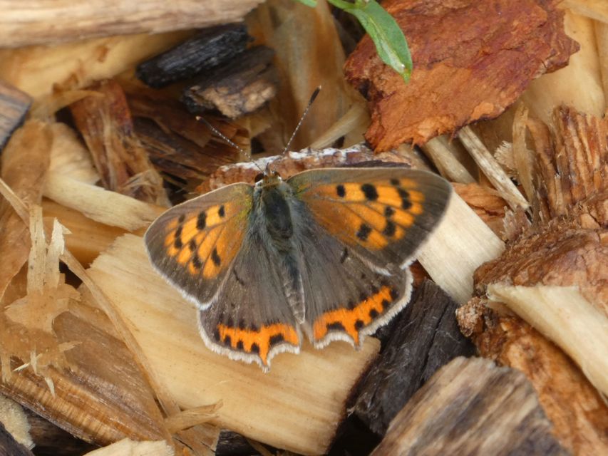 Lycaena phlaeas - közönséges tűzlepke