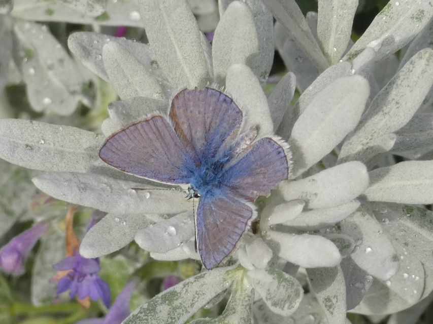 Polyommatus icarus - közönséges boglárka