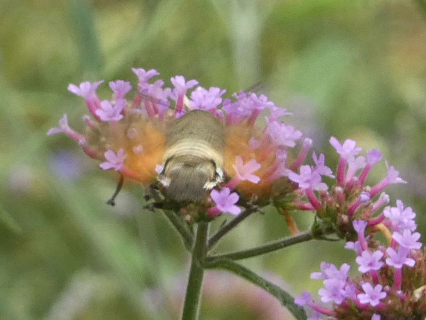 Macroglossum stellatarum - kacsafarkú szender