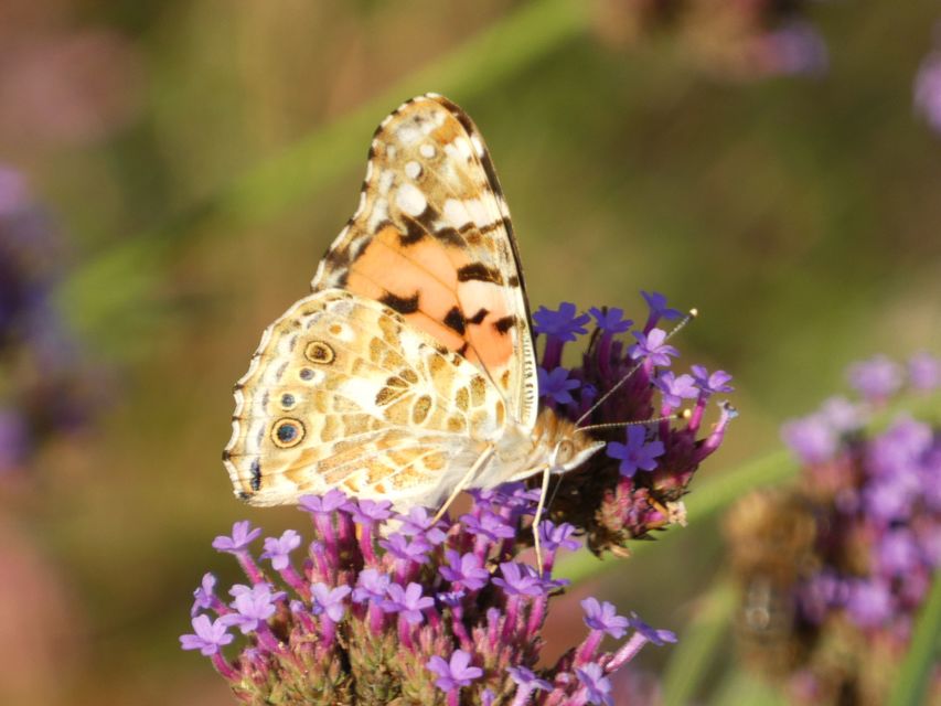 Vanessa cardui - bogáncslepke