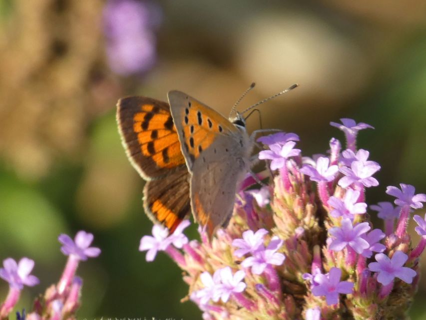 Lycaena phlaeas - közönséges tűzlepke
