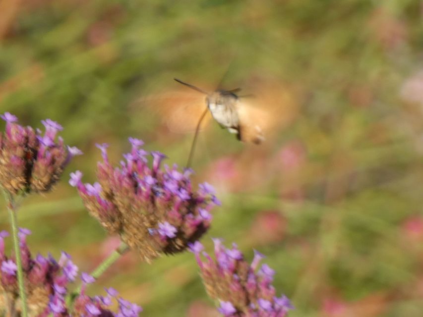 Macroglossum stellatarum - kacsafarkú szender