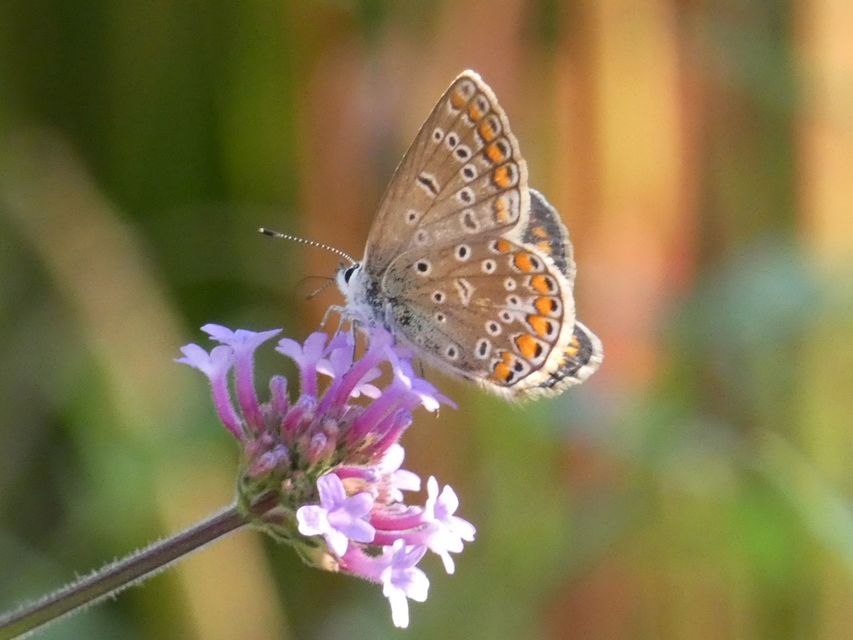 Polyommatus icarus - közönséges boglárka