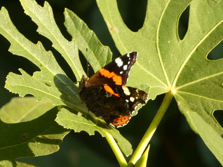 Vanessa atalanta - atalantalepke